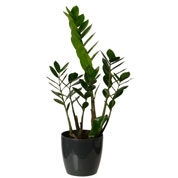 Zamioculcas + Cachep Antracite